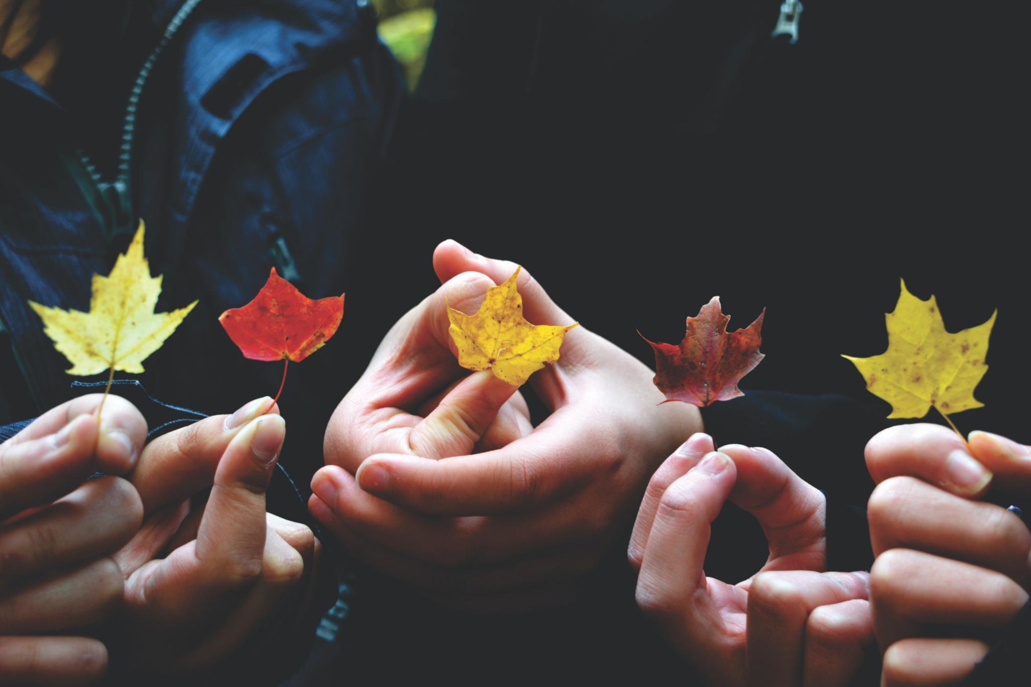 Mehrere Personen haben je ein herbstliches Blatt eines Baumes in der Hand und zeigen es.